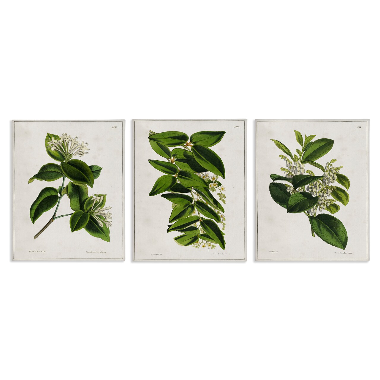 Stupell Industries Vintage Forest Flower Studies 3pc Canvas Wall Art Set Design by Tina Higgins Designs, Inc.